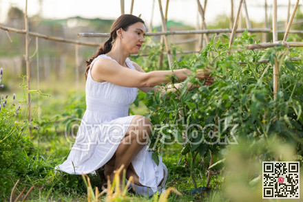 Woman in white dress tends to tomato seedlings in her garden