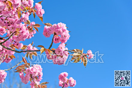 Pink flowers of blossoming cherry tree on clear blue sky background