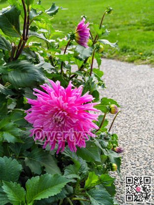 Red chrysanthemum flowers on green leaves background on sunny day