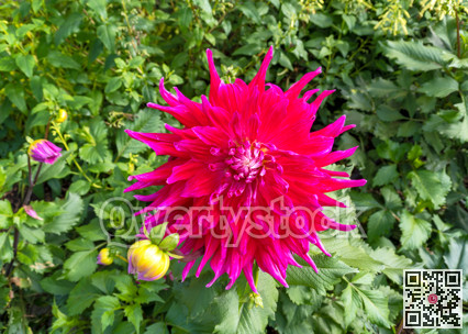 Red chrysanthemum flowers on green leaves background on sunny day