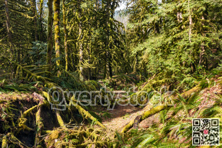 Dry stream bed in fleeced with moss forest