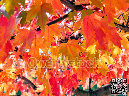 Maple leaves mosaic on autumn time in British Columbia