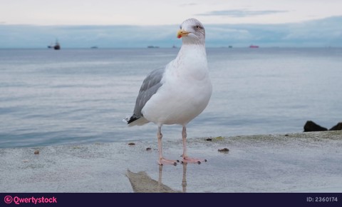 A seagull walks along the seashore. Bird feeding. Gull bird close up. video 2360174