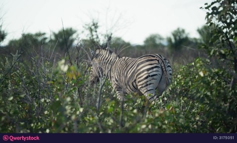 Plains zebra walks through dense african bushland of Etosha National Park in Namibia, striped coat providing natural camouflage in wild