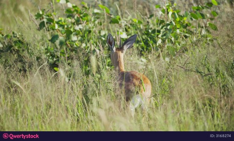 Tiny steenbok antelope looking alert in the tall green grass of a South African national park before walking away into wilderness of savanna